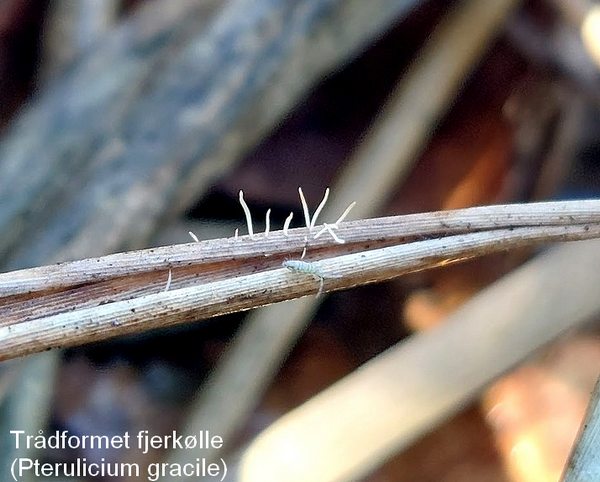  trådformet fjerkølle